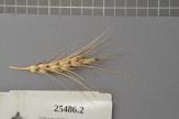 Click for 1 image(s) for this accession. Spike